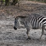 Grant zebra Zebra